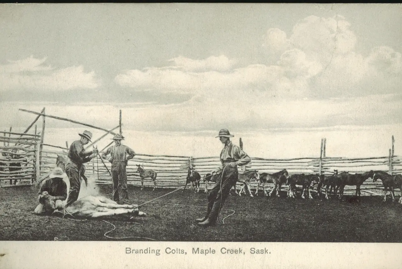 Branding colts at a corral near Maple Creek, about 1913